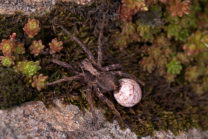Ragno lupo con sacca ovigera: Alopecosa sp.